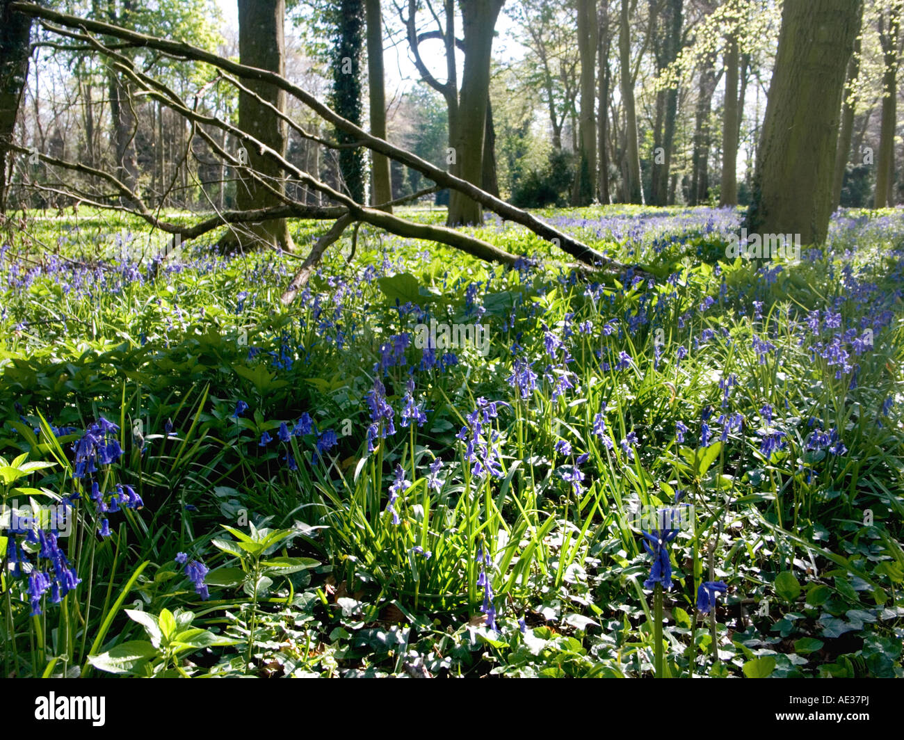 Bluebells in an English wood Stock Photo