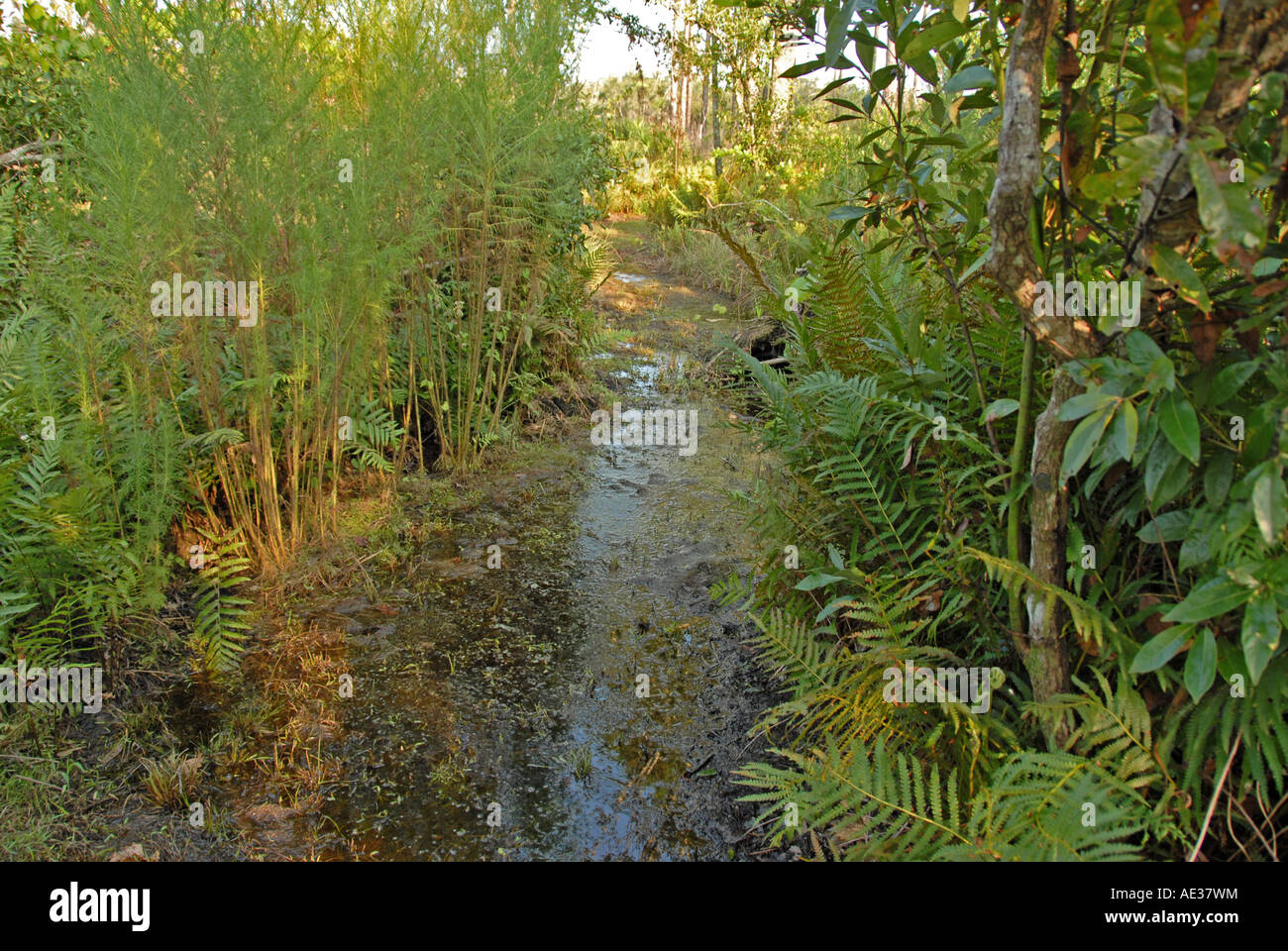 Florida hiking trail Tiger Creek Preserve high water flooded hiking trail Stock Photo Alamy