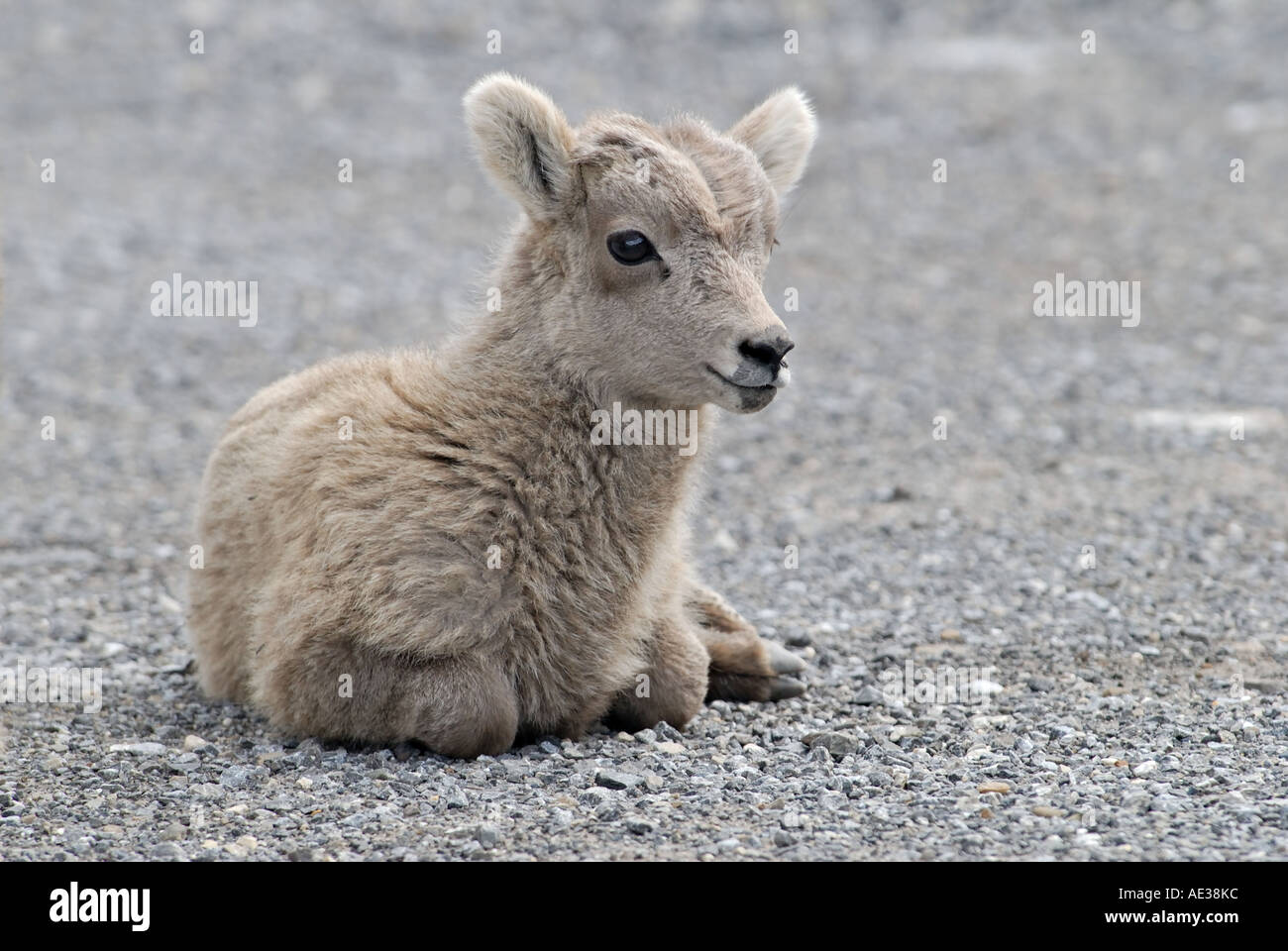 Baby Bighorn Sheep Stock Photo - Alamy