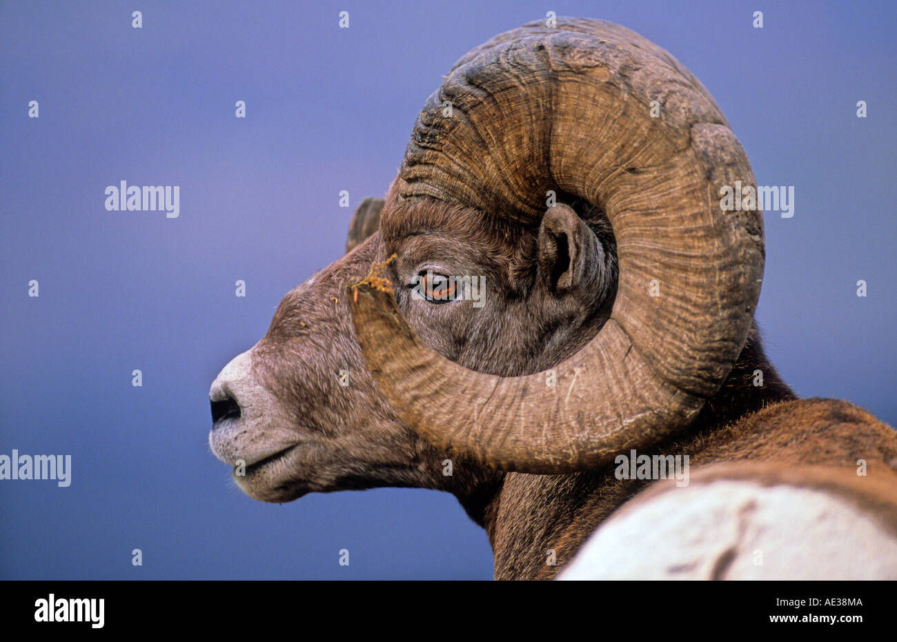 Bighorn Sheep Ram Stock Photo Alamy