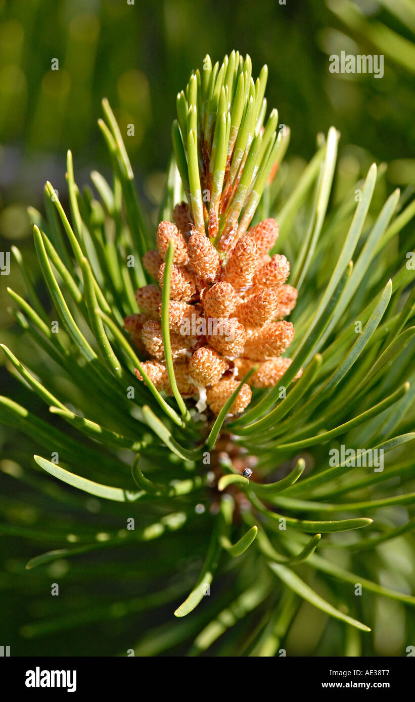 New Growth on the Pine Trees Stock Photo