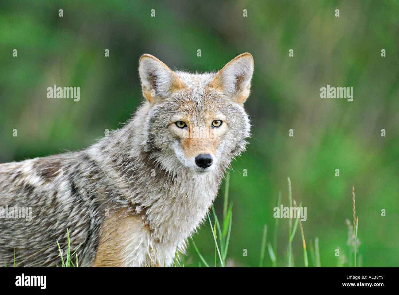 An adult Coyote wet with a summer rain Stock Photo