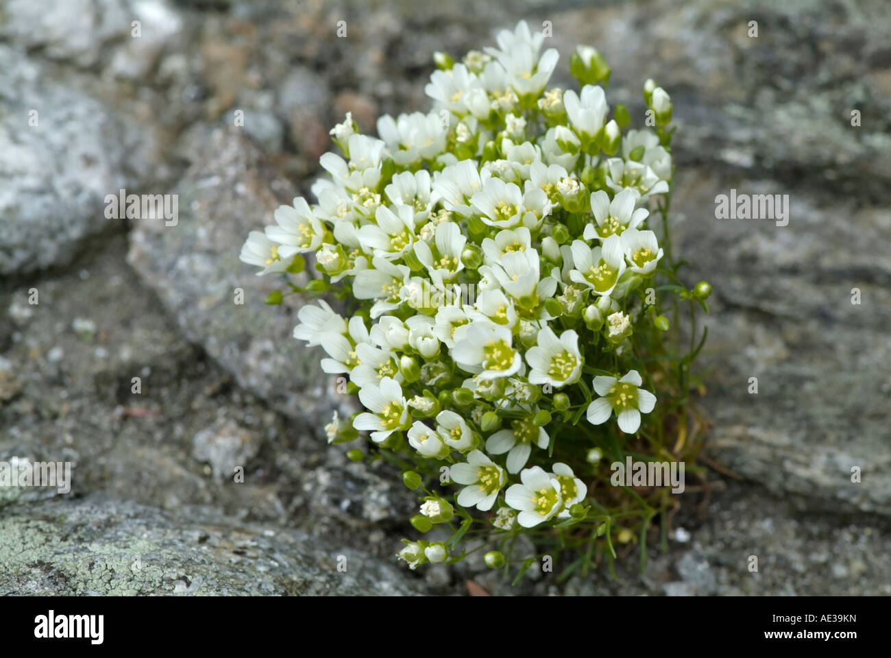 Mountain Sandwort -Arenaria Groenlandica - Stock Photo