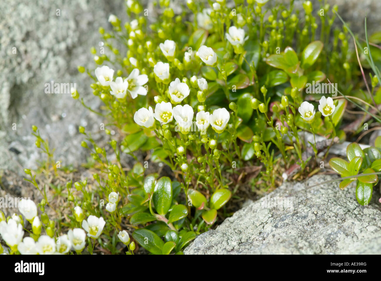 Mountain Sandwort -Arenaria Groenlandica - Stock Photo