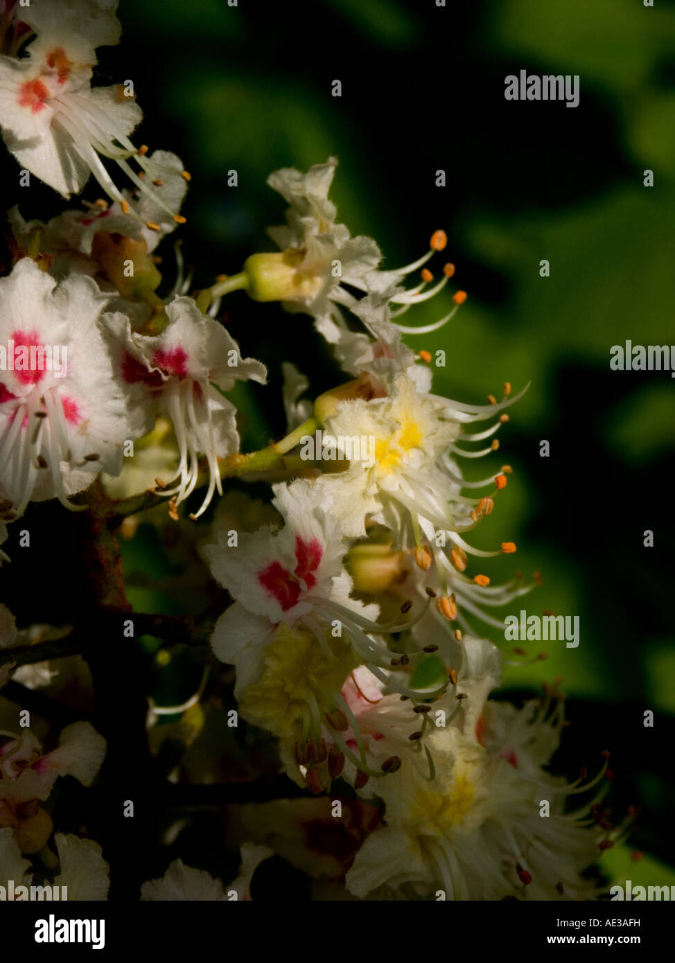 Close up of white chestnut flowers Stock Photo