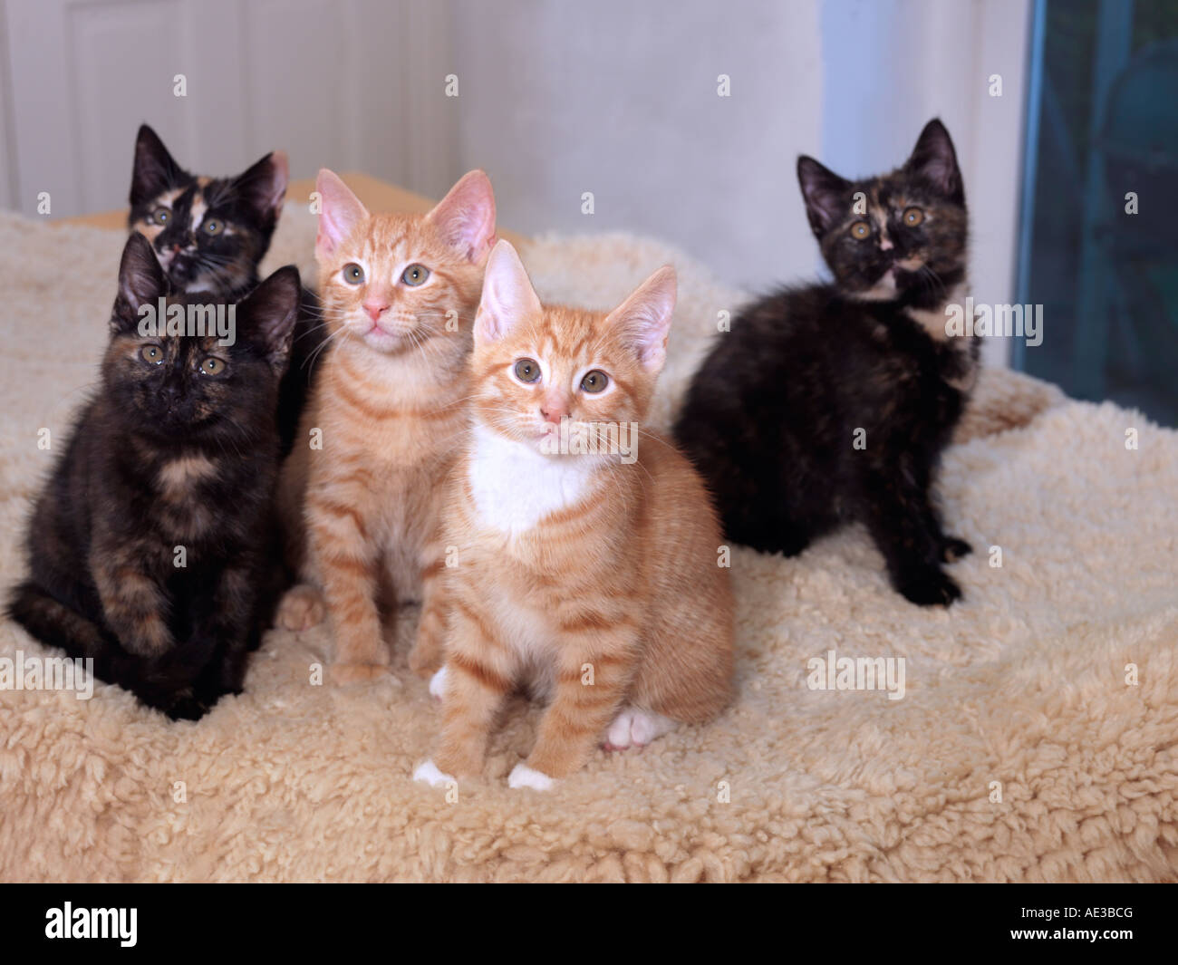 Five  Kittens Eight Weeks Old Three Tortoiseshell and Two Ginger Stock Photo