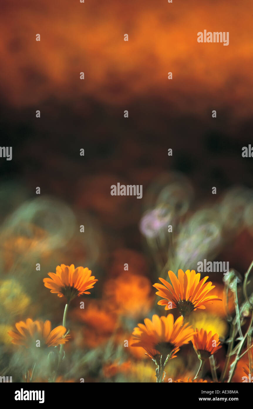 Daisies shot in South Africa looking like they are about to be engulfed in flames Stock Photo