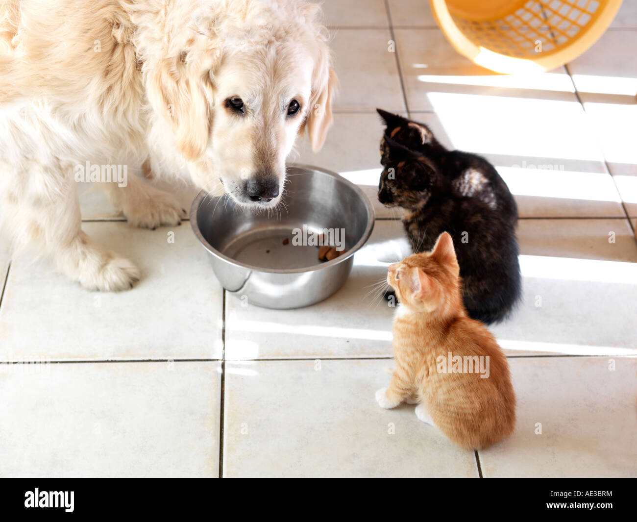 Kittens and Golden Retriever Eating Stock Photo