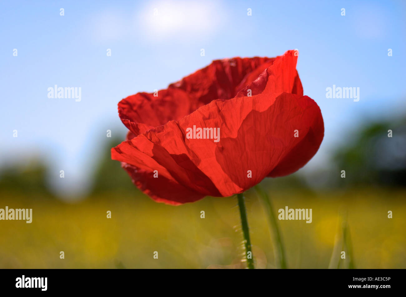 Blue sky and poppy flowers hi-res stock photography and images - Alamy