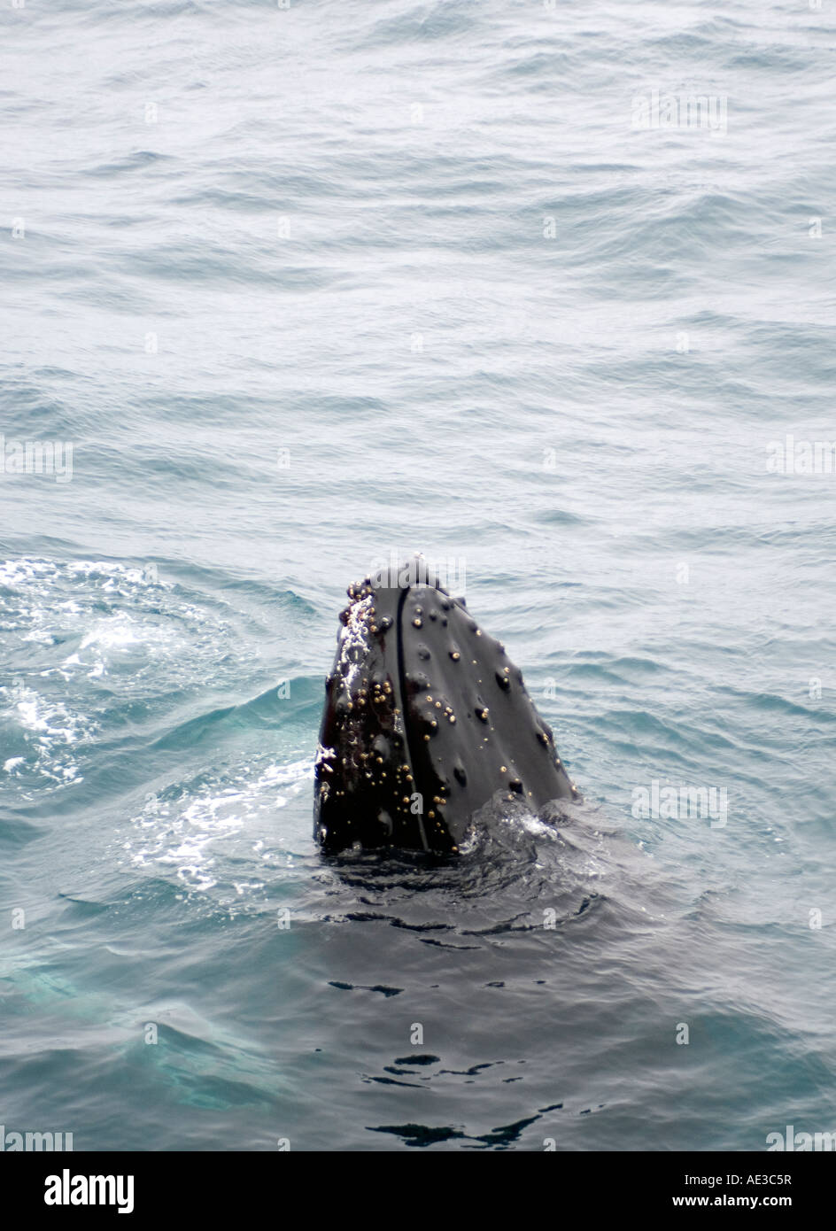 Humpback whale in Antarctica Stock Photo