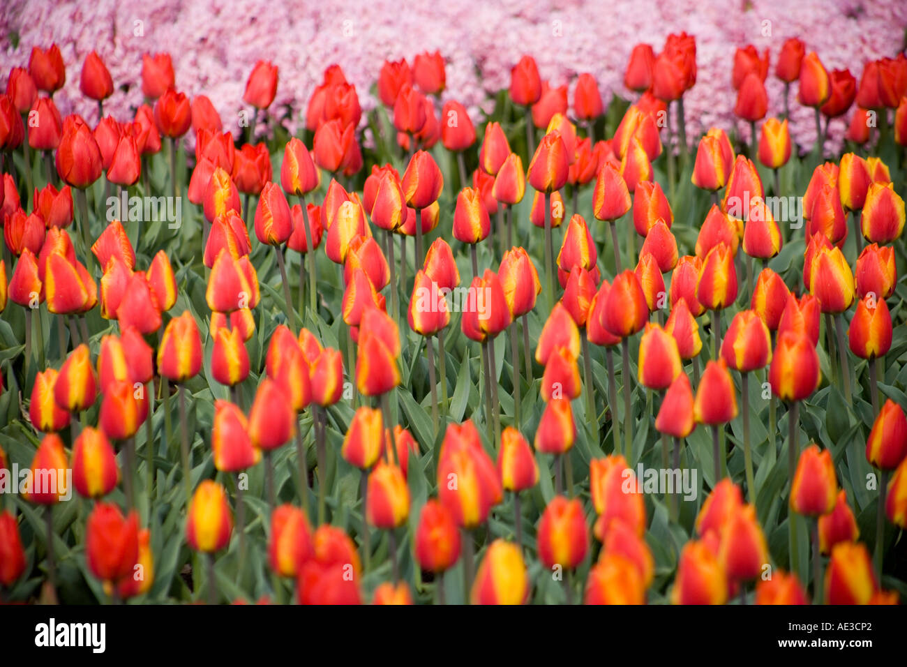 Tulips Keukenhof Gardens Stock Photo - Alamy