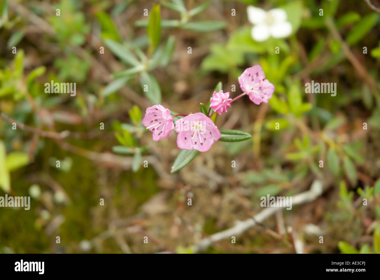 Bog Laurel- Kalmia polifolia-White Mountains New Hampshire USA Stock Photo
