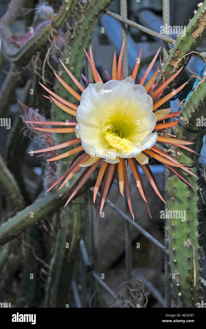 cactus koralle Pavona kaufen - Kaktuskoralle