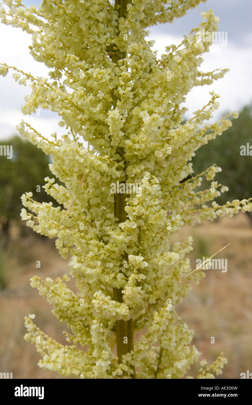 Sacahuista Nolina microcarpa Show Low Arizona United States 18 July Lilyaceae Stock Photo