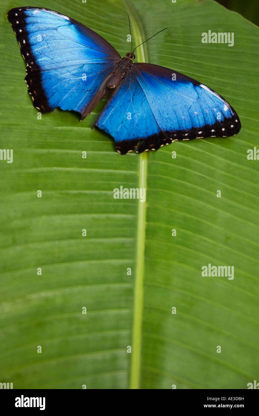 Morpho family hi-res stock photography and images - Alamy