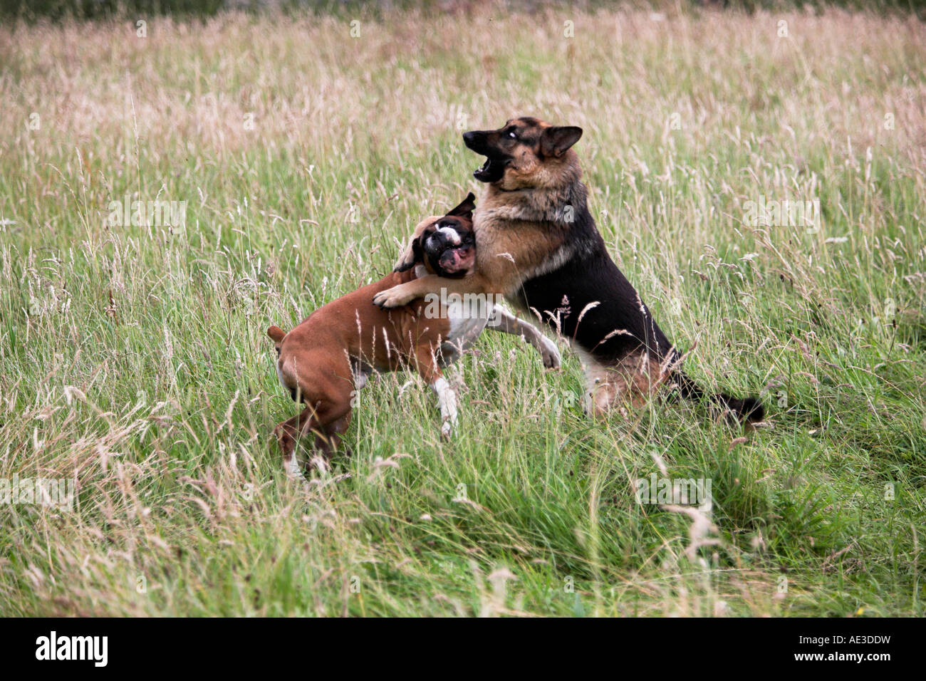 Two Dogs Play Fighting. dogs playing Rough Stock Photo Alamy
