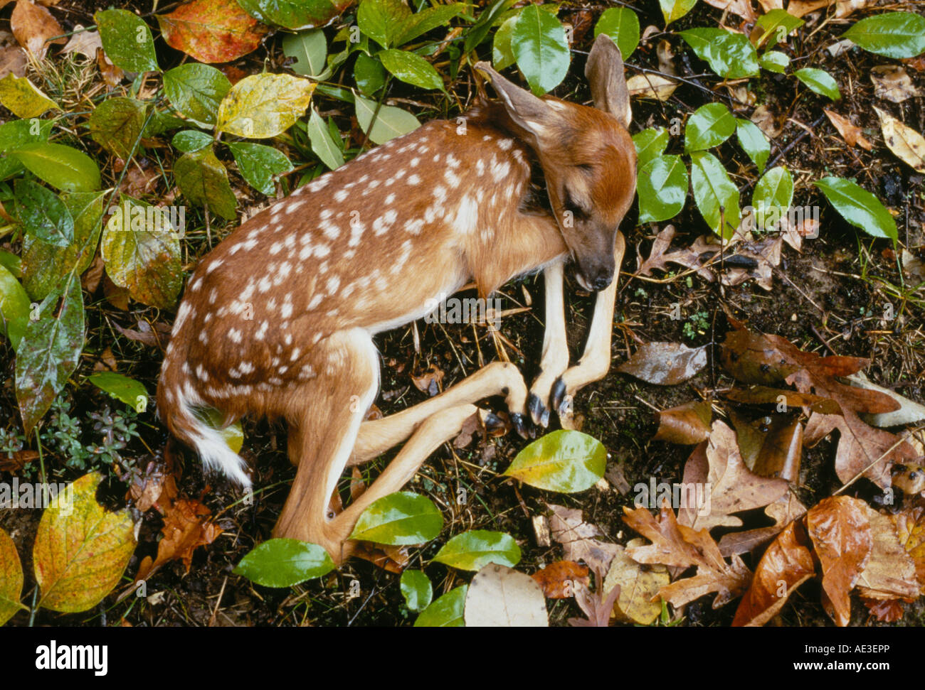 A new white tailed deer fawn on old autumn leaves in a hardwood forest in Hot Springs National Park, Arkansas. Stock Photo
