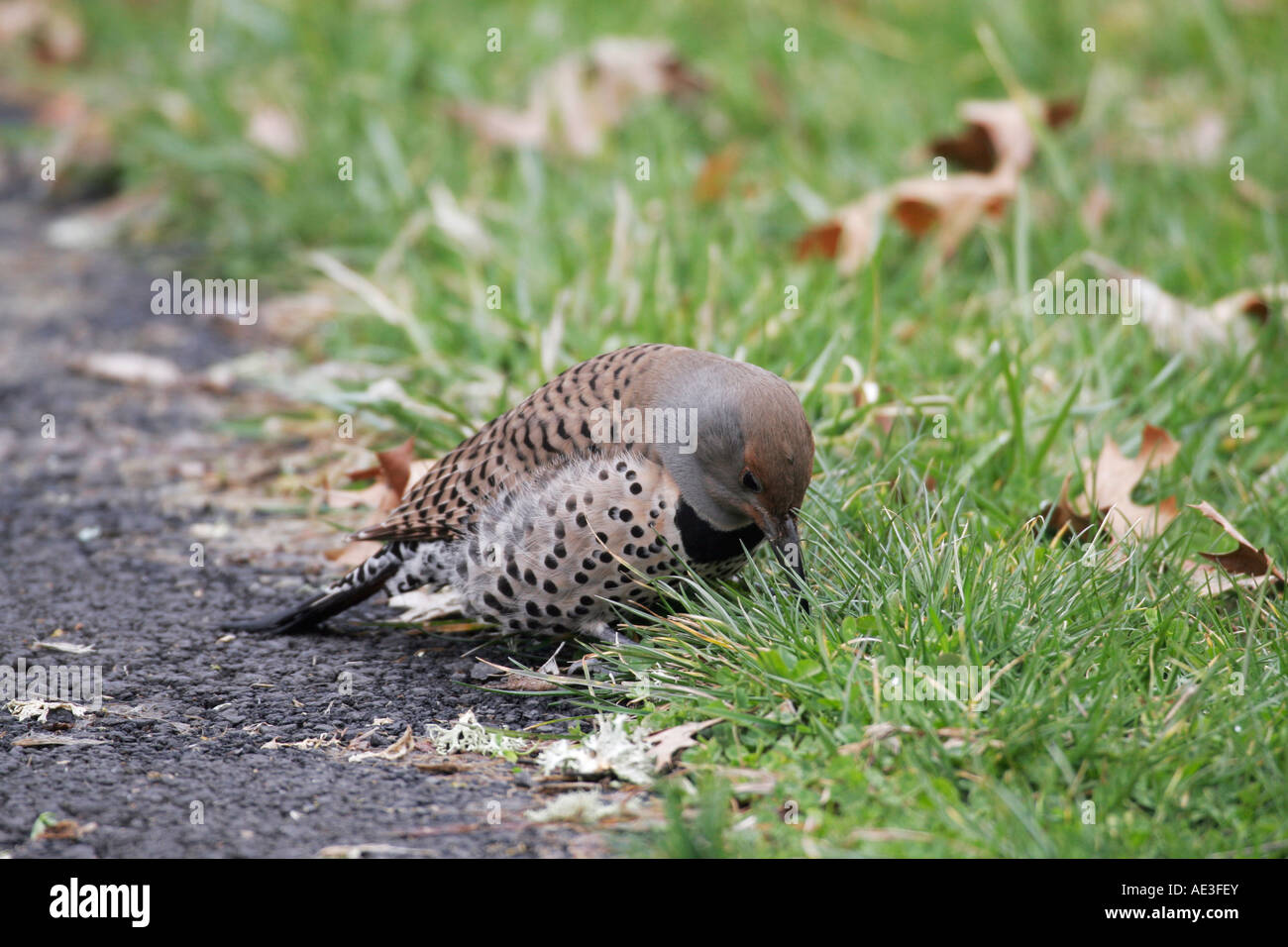 Northern Flicker on ground looking for bugs in the grass Stock Photo