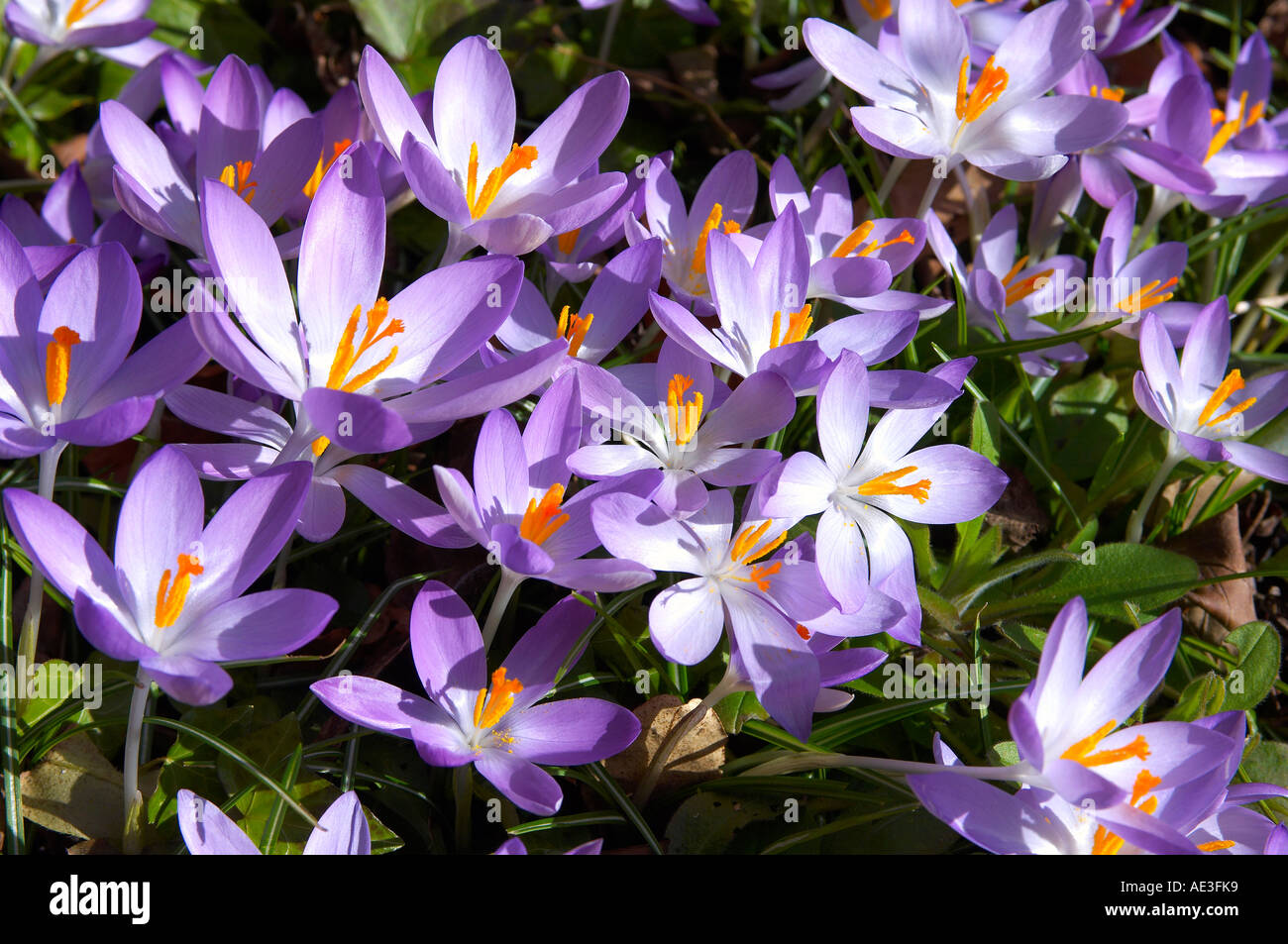 Springtime Crocus Display Stock Photo