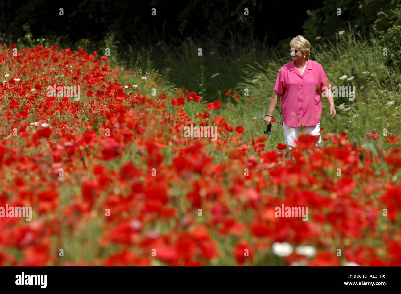 Woman walking among poppies in the Cotwsolds in England Stock Photo