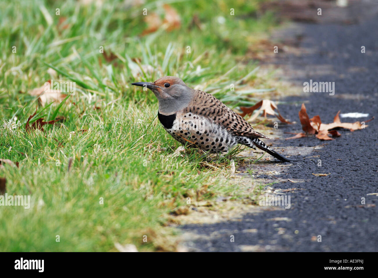 Northern Flicker on ground looking for bugs in the grass Stock Photo