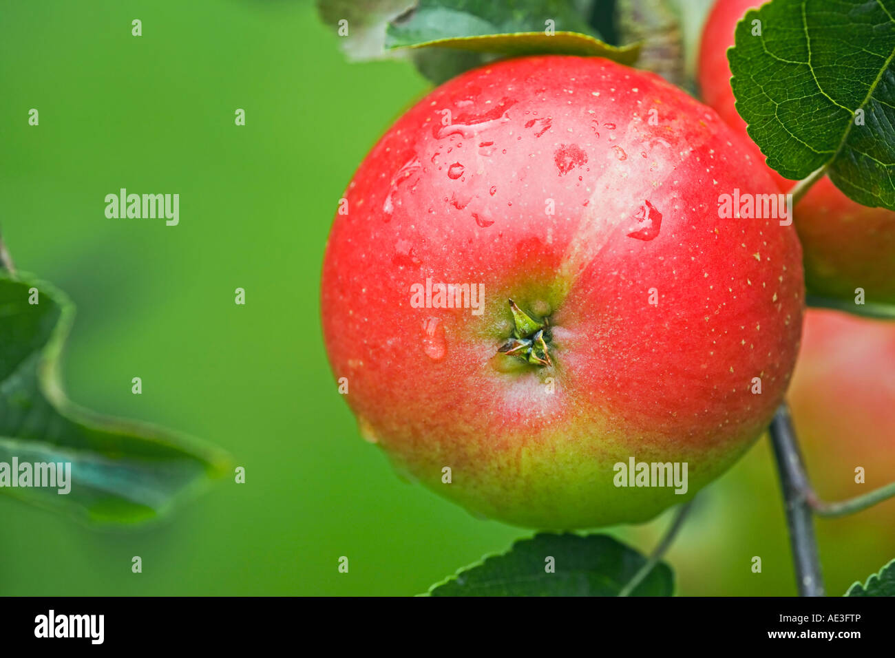 An eating apple variety 'Katya' ripening on the tree in an English orchard Stock Photo