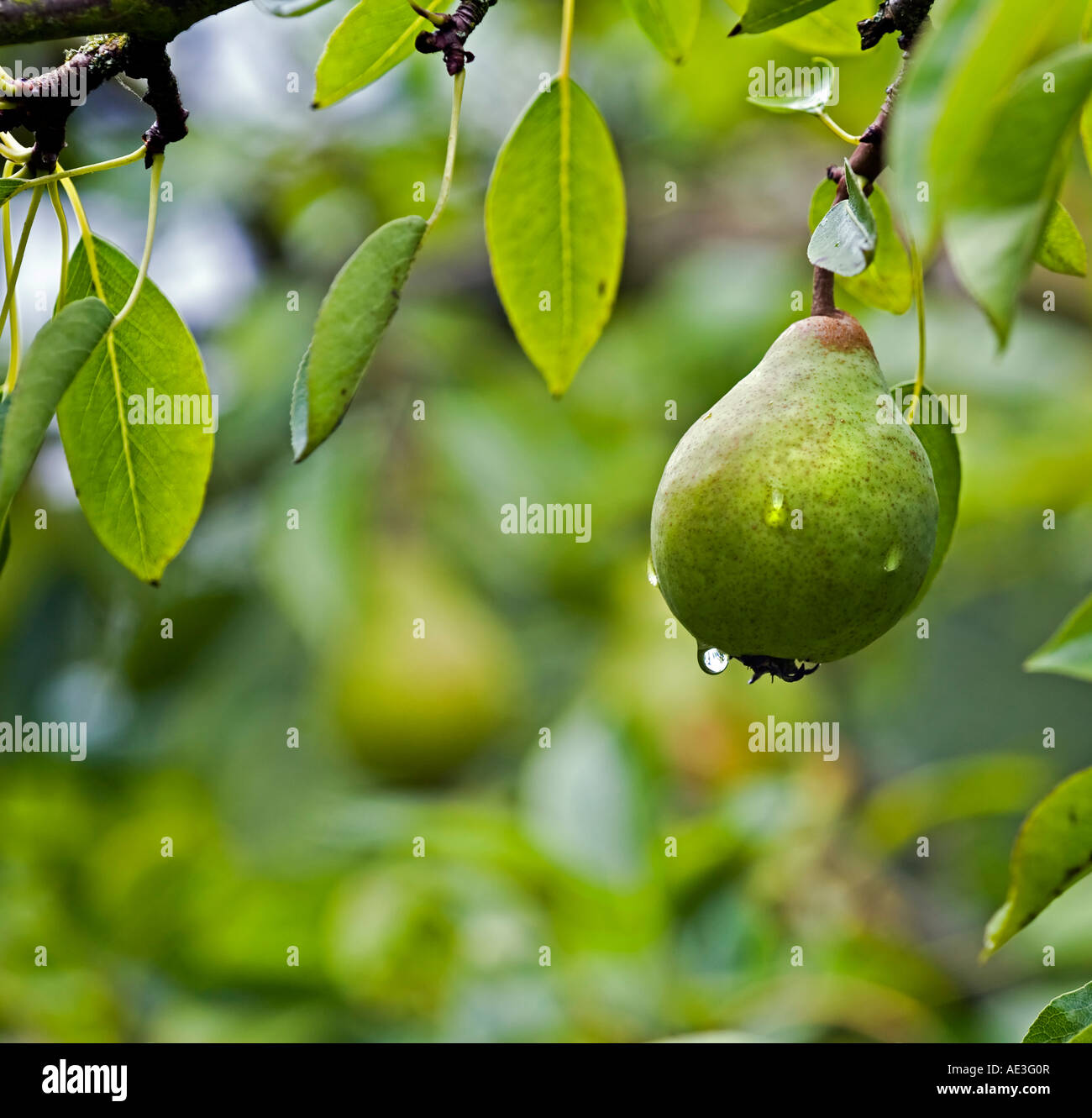 A pear ripening on the tree in an English orchard Stock Photo