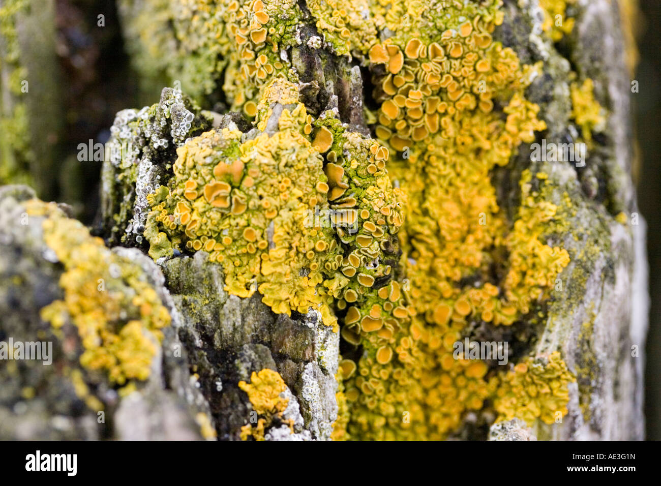 Lichen on rotting wood (2) Stock Photo