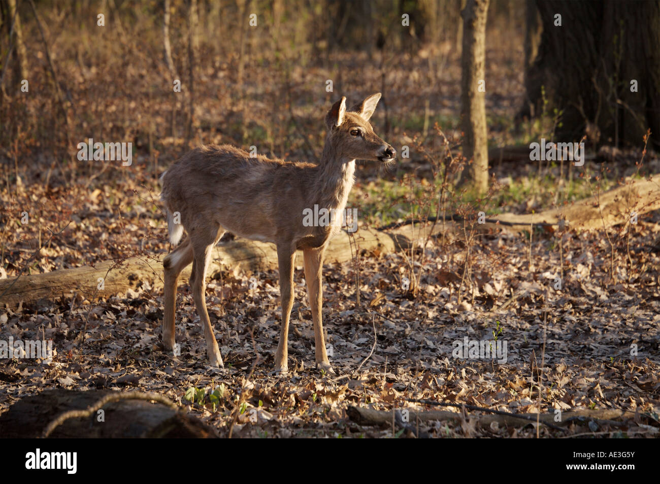 A yearling whitetail deer in early spring Thatcher Woods Cook County
