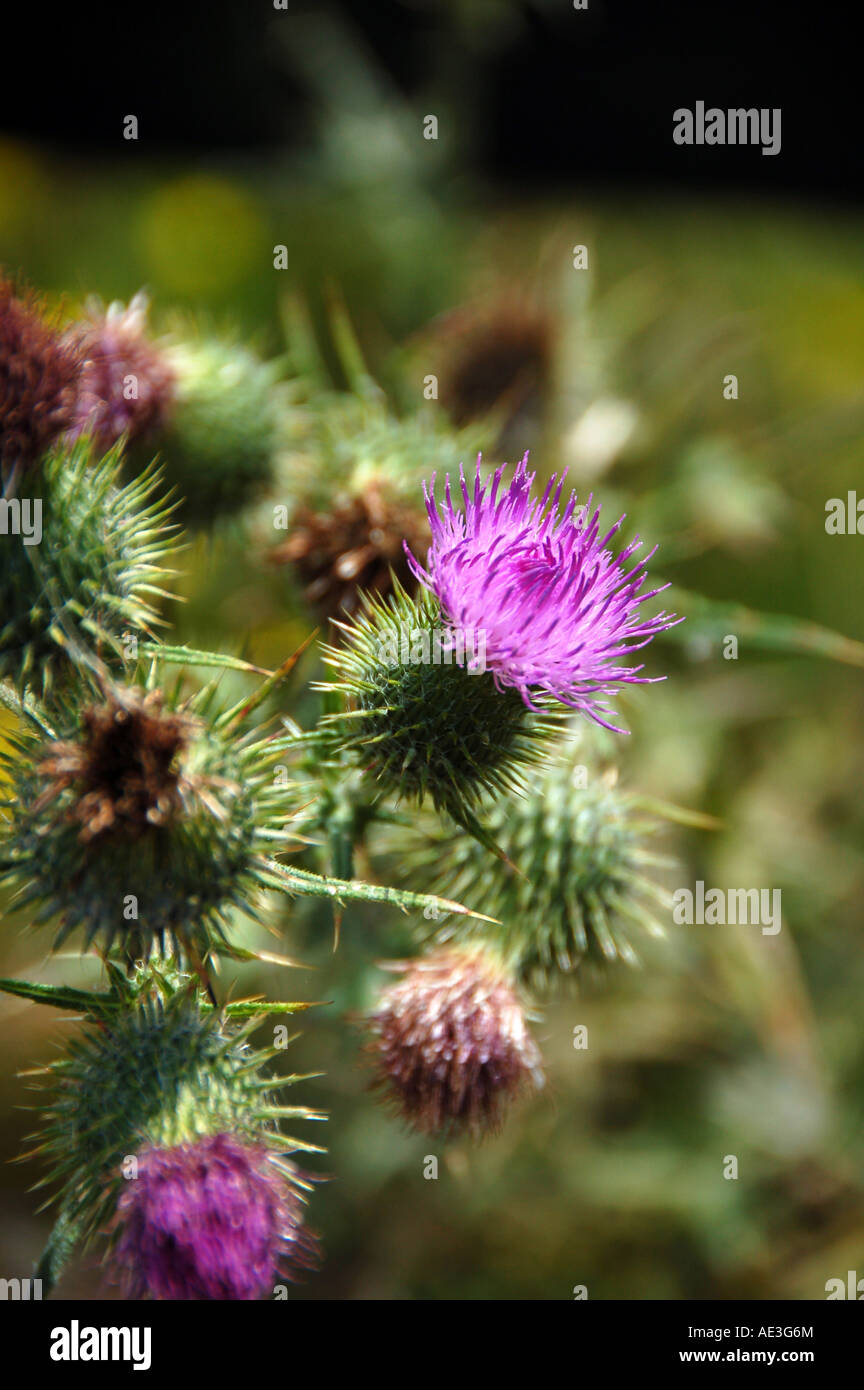 Close up of purple Scottish thistle flowering in field Stock Photo - Alamy