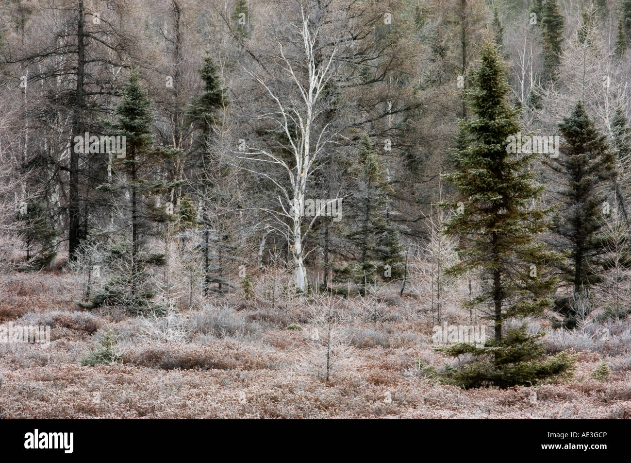 Frosted conifer and birch trees, Greater Sudbury, Ontario, Canada Stock