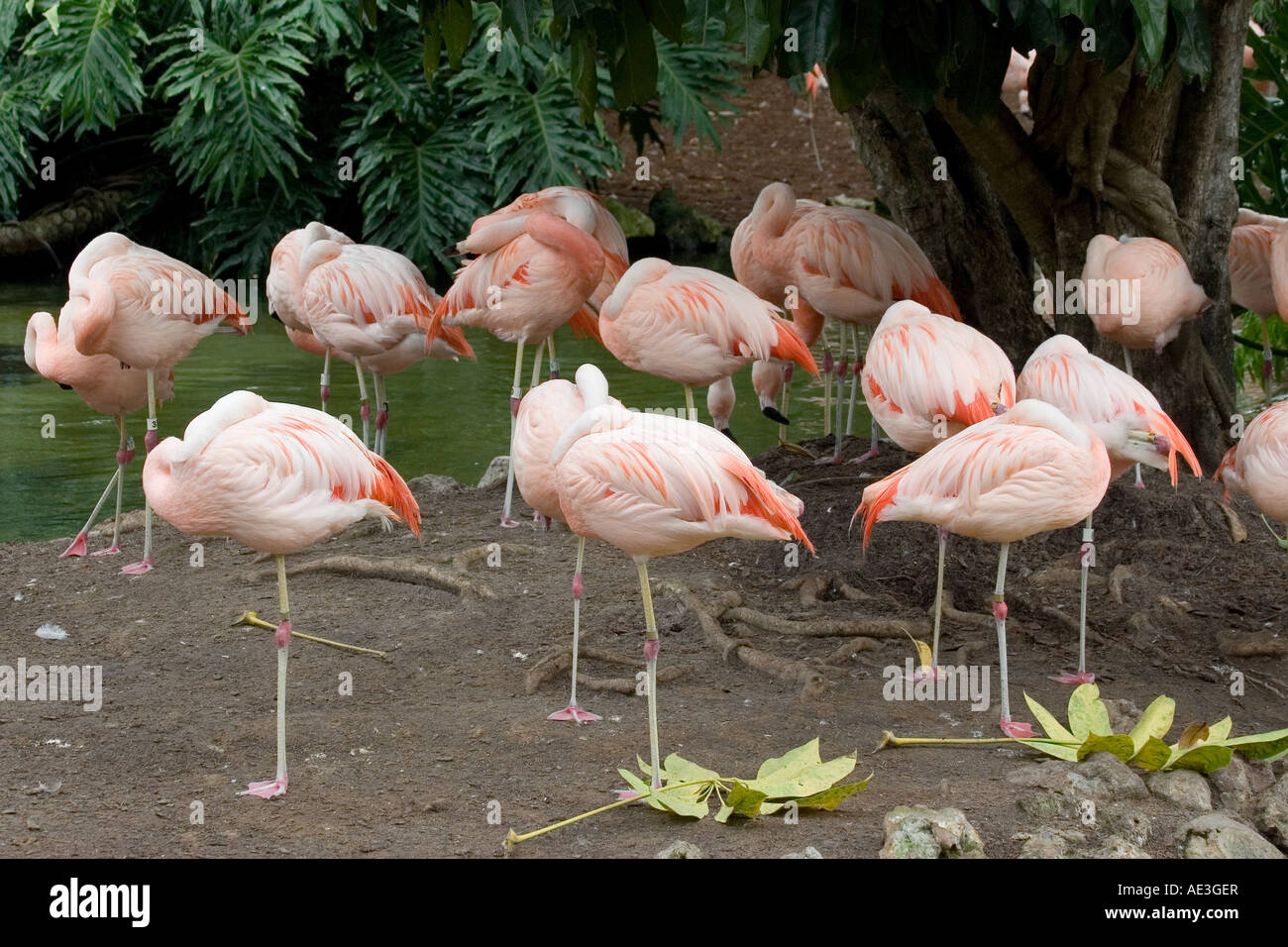 Flock Of Flamingo In A Zoo Setting At Busch Gardens In Tampa
