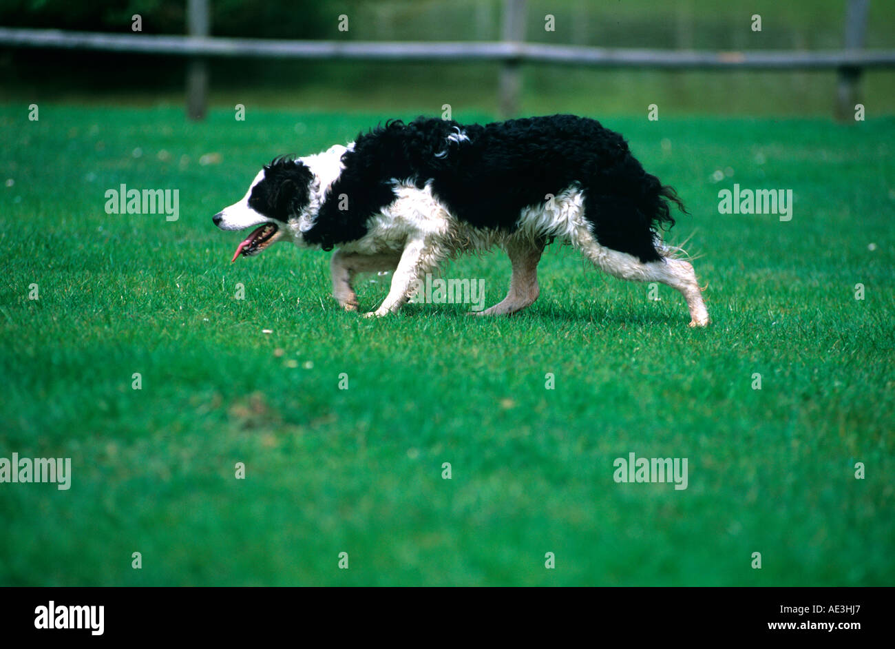 Border collie/sheepdog in pursuit of flock of sheep whilst working