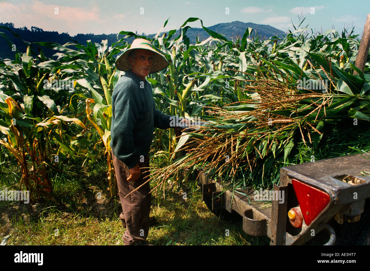 Maize harvesting hires stock photography and images Alamy