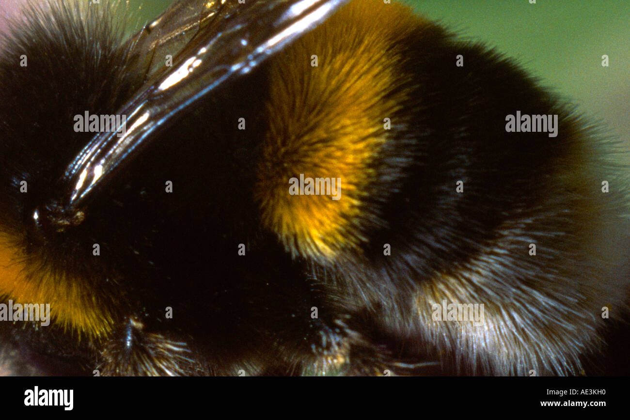 Bumble Bee Close Up Stock Photo - Alamy