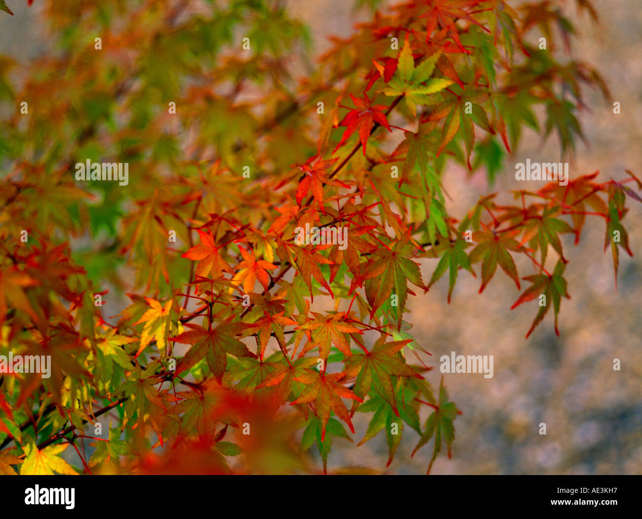 Maple tree orange leaves hi-res stock photography and images - Alamy