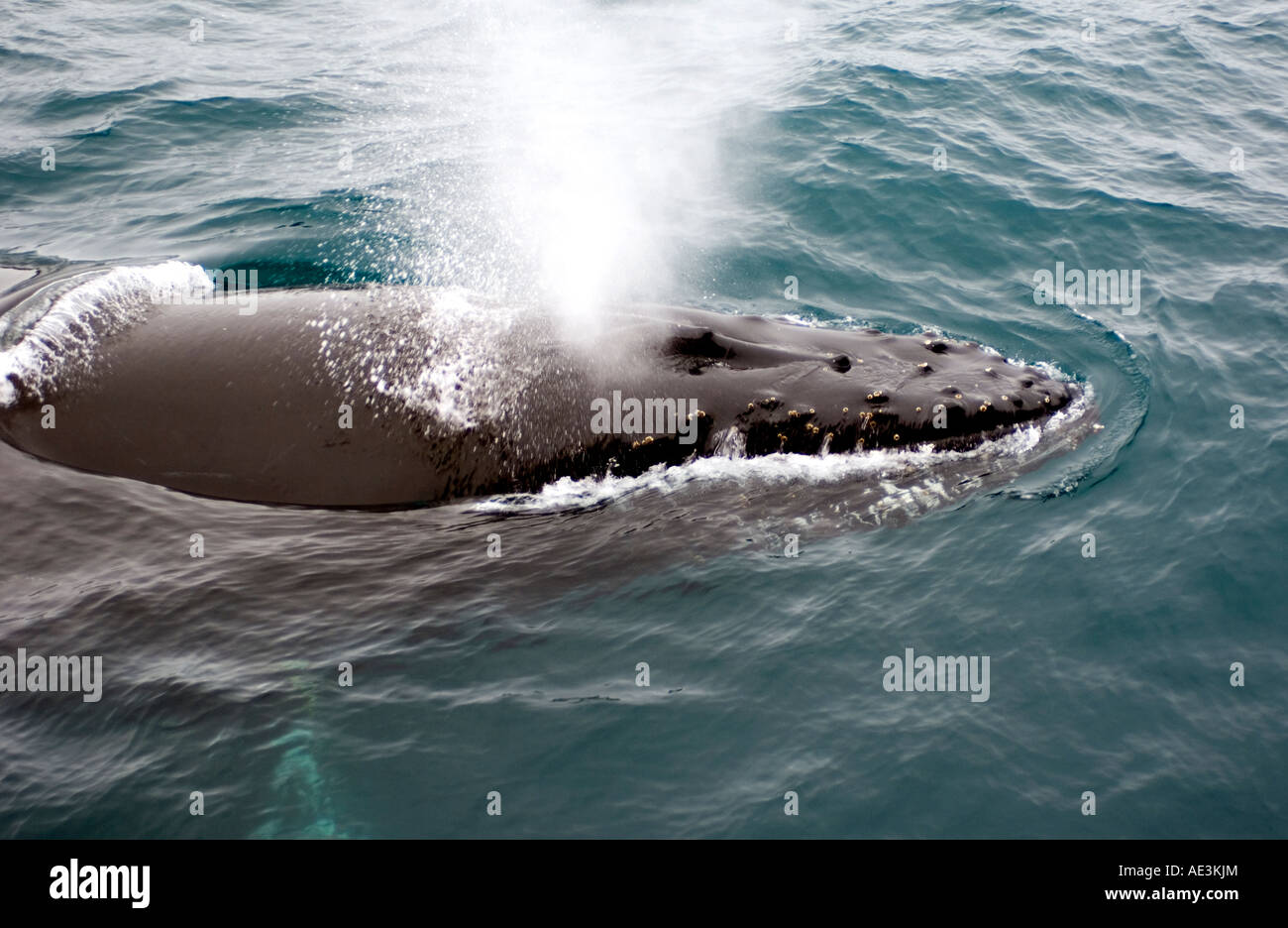 Humpback whale exhaling Antarctica Stock Photo