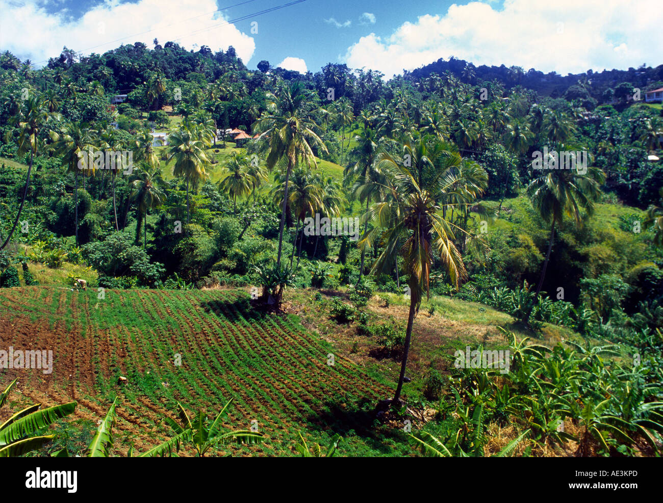 St Lucia Agricultural Land Crops Stock Photo Alamy