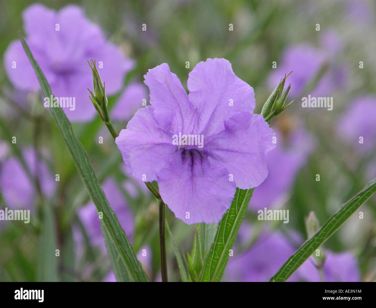 Purple Flowers Georgetown, Guyana, South America Stock Photo