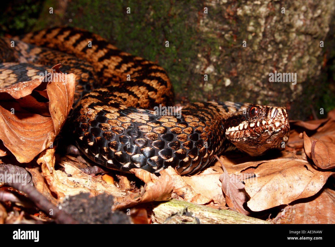 Confronting female adder in Northern Dinaric Mountains Stock Photo