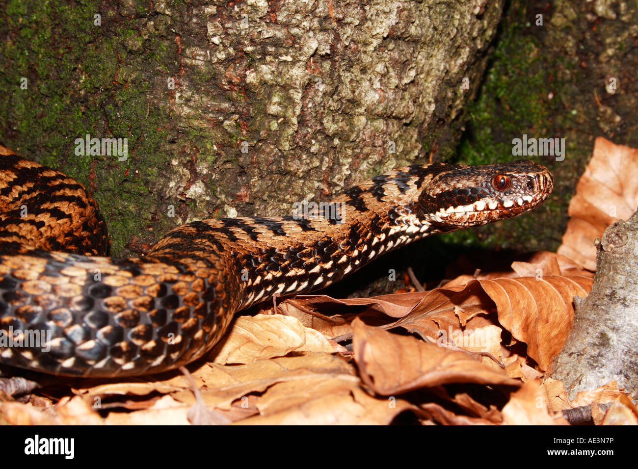 Crawling female adder in Northern Dinaric Mountains Stock Photo