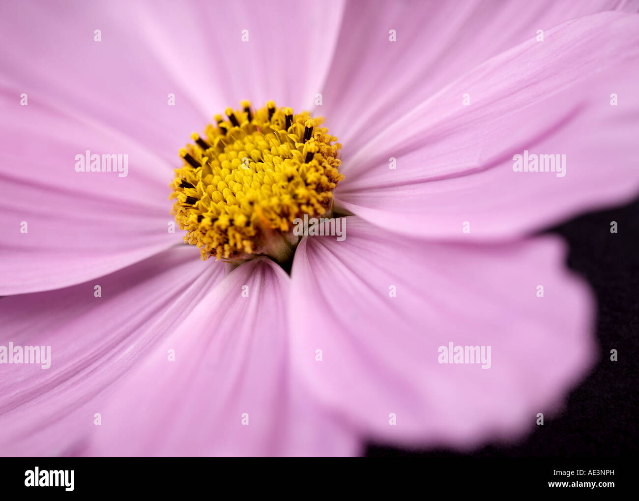 Close up of a Cosmos flower Stock Photo - Alamy