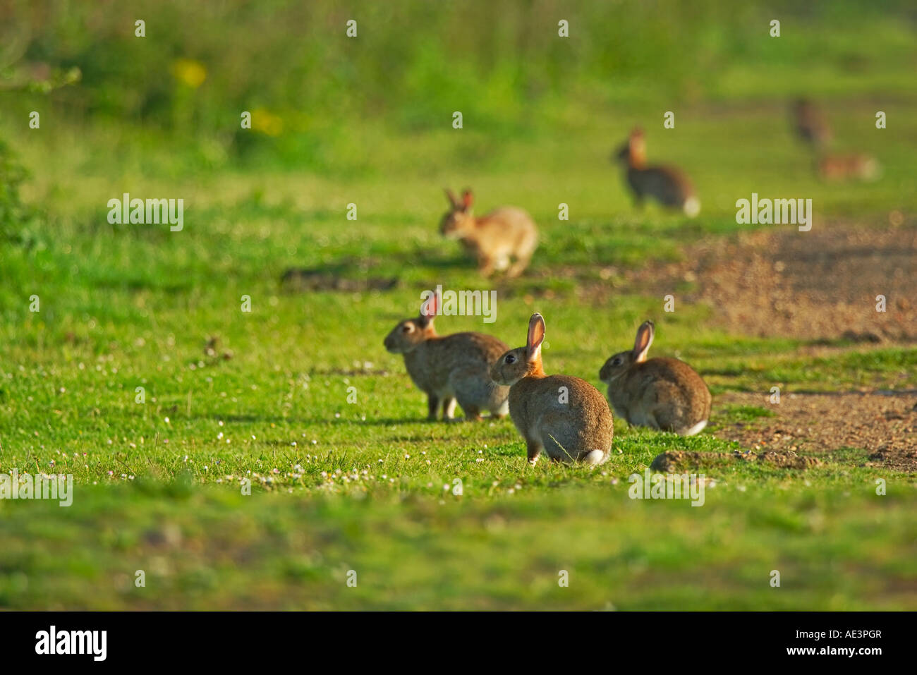 Rabbits in a field Stock Photo Alamy