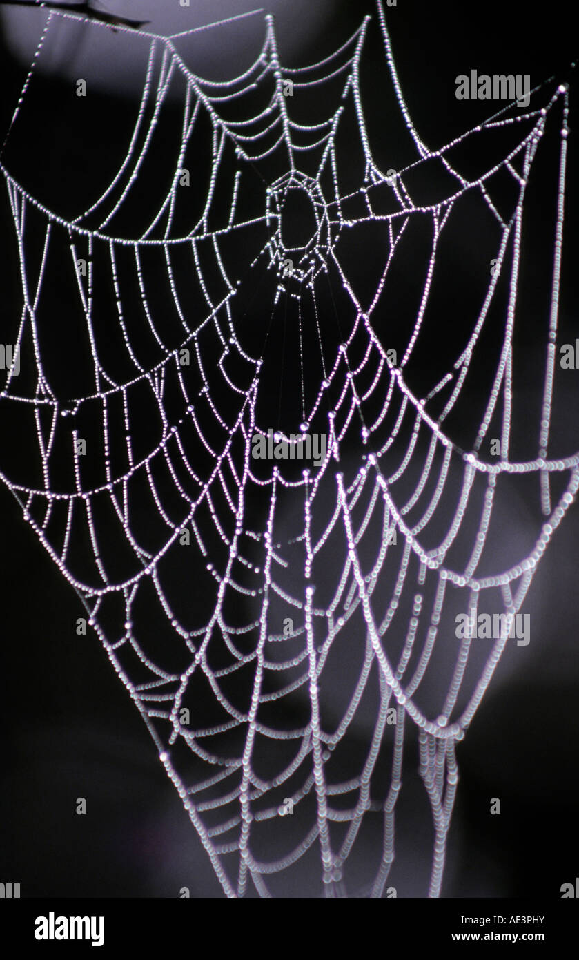 Spider's web with dew drops in Keoladeo Ghana National Park (Bharatpur Bird Sanctuary), Rajasthan. Stock Photo