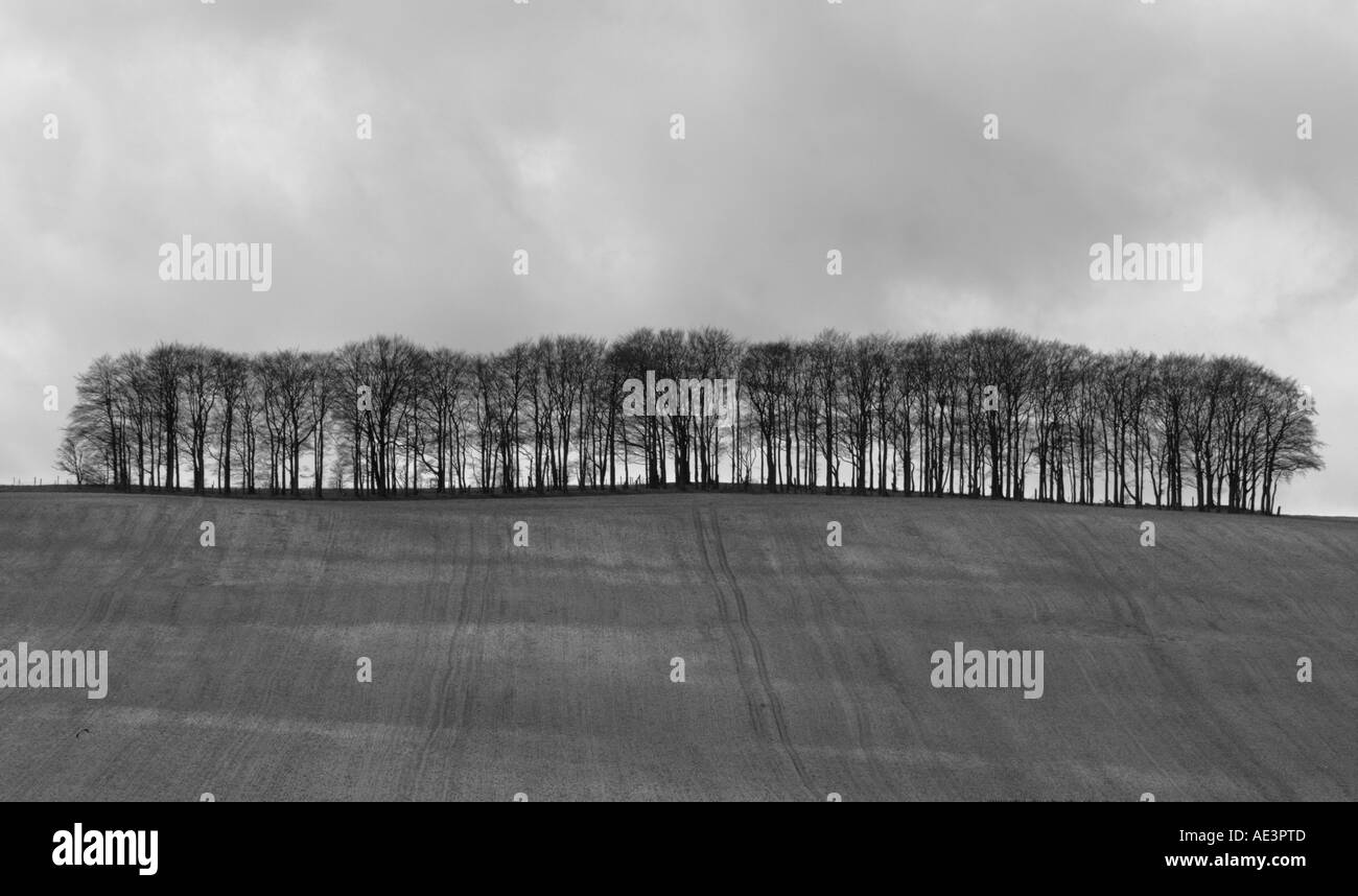 English trees Black and White Stock Photos & Images - Alamy
