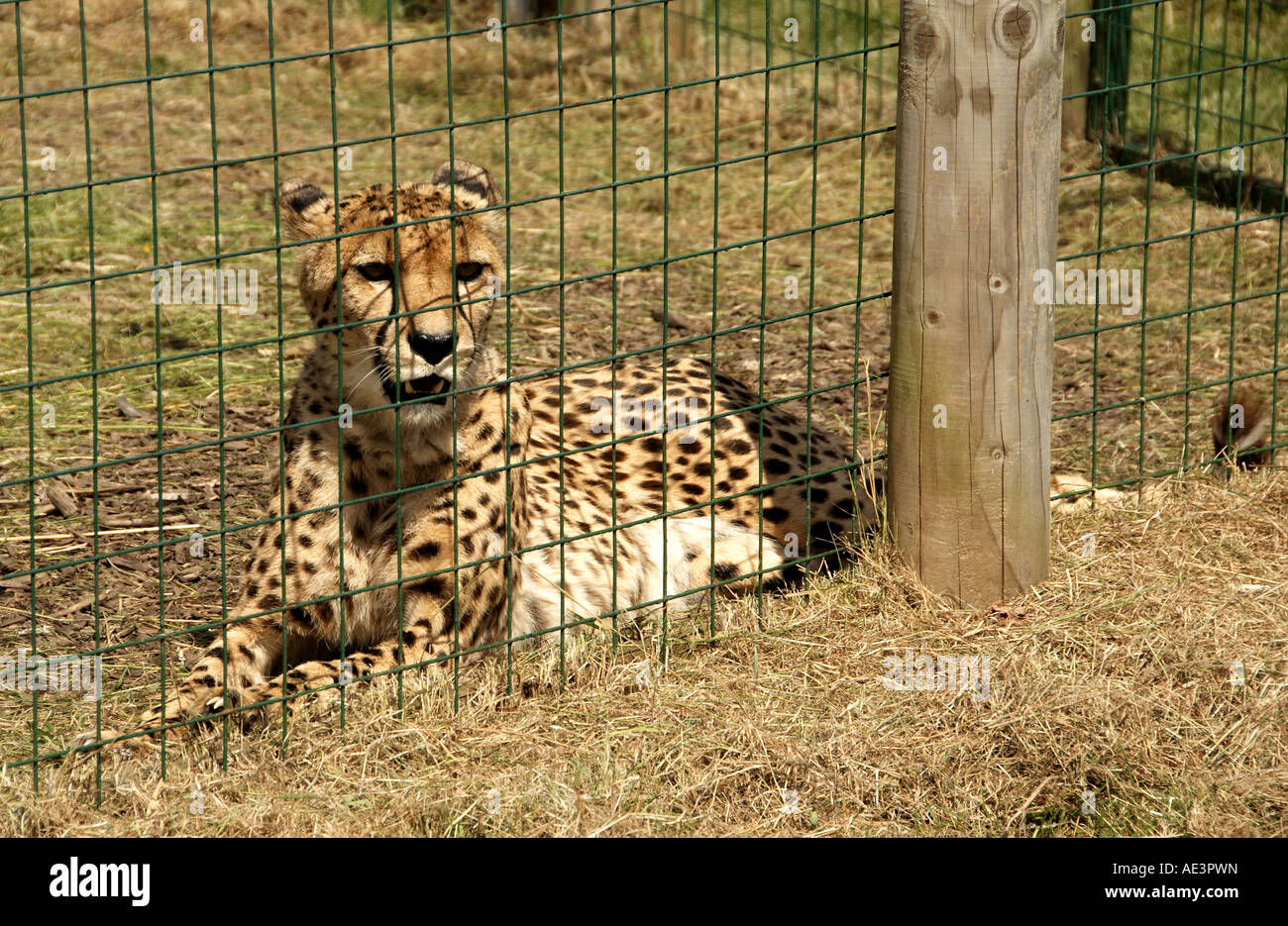Cheetah zoo cage hires stock photography and images Alamy