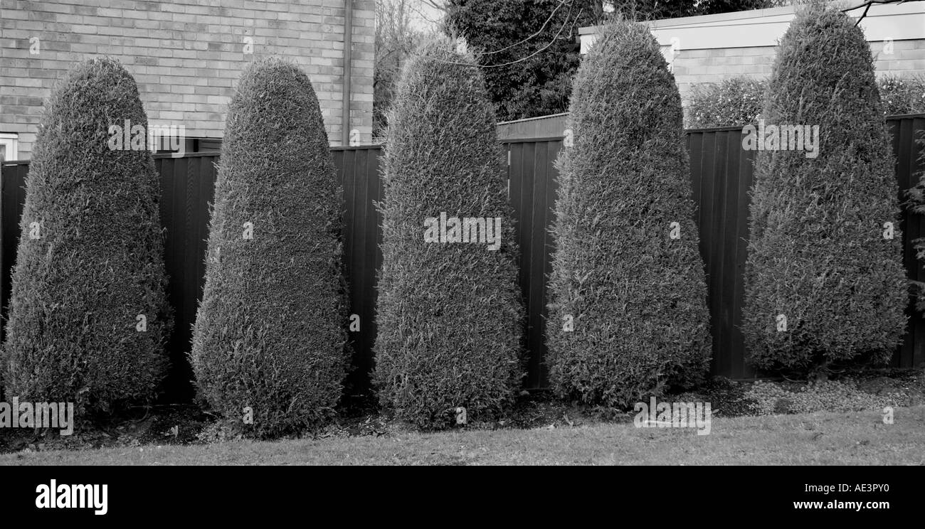 Suburban garden hedges Stock Photo Alamy