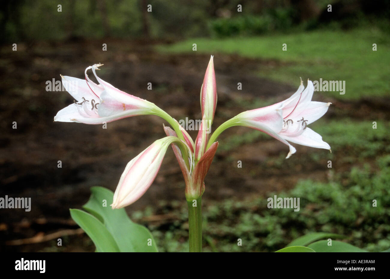 Pink-striped Trumpet Lily (Crinum latifolium), Sanjay Gandhi National Park (Western Ghats). Stock Photo