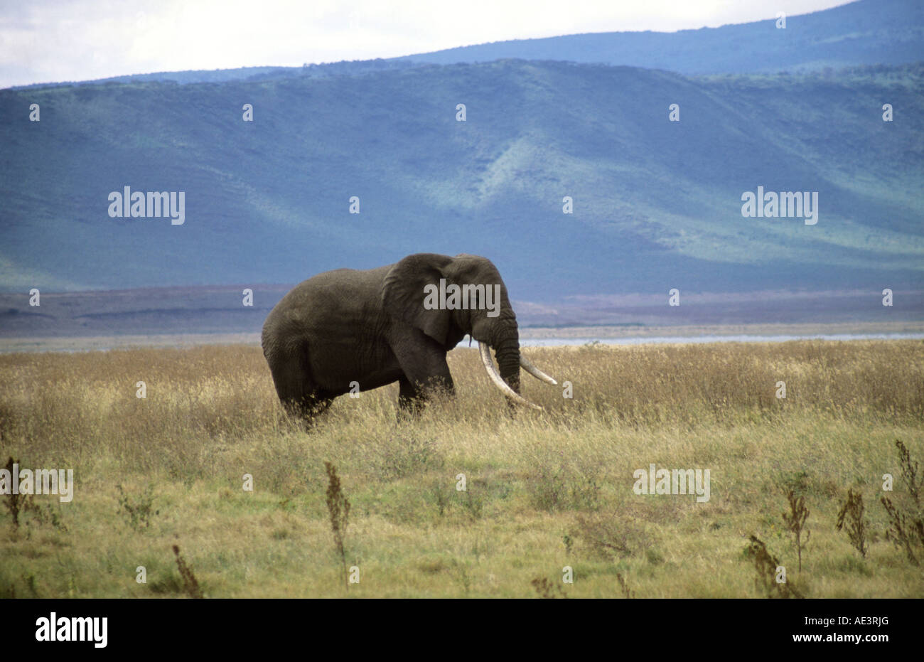 A bull African Elephant seen in Ngorongoro Conservation Area, Tanzania. Stock Photo
