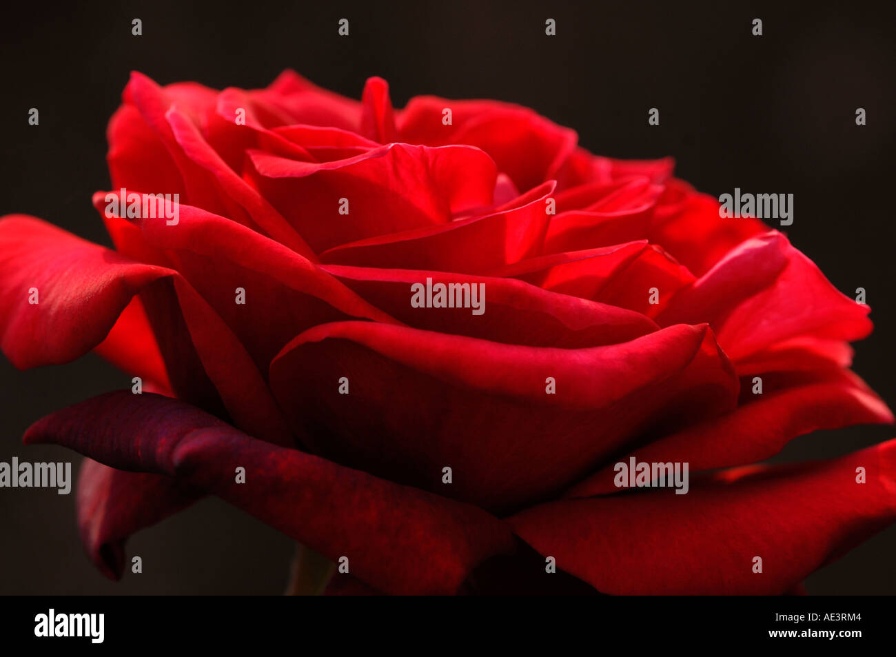 Red Rose Profile Stock Photo Alamy